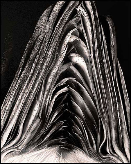 Classic images black white photography